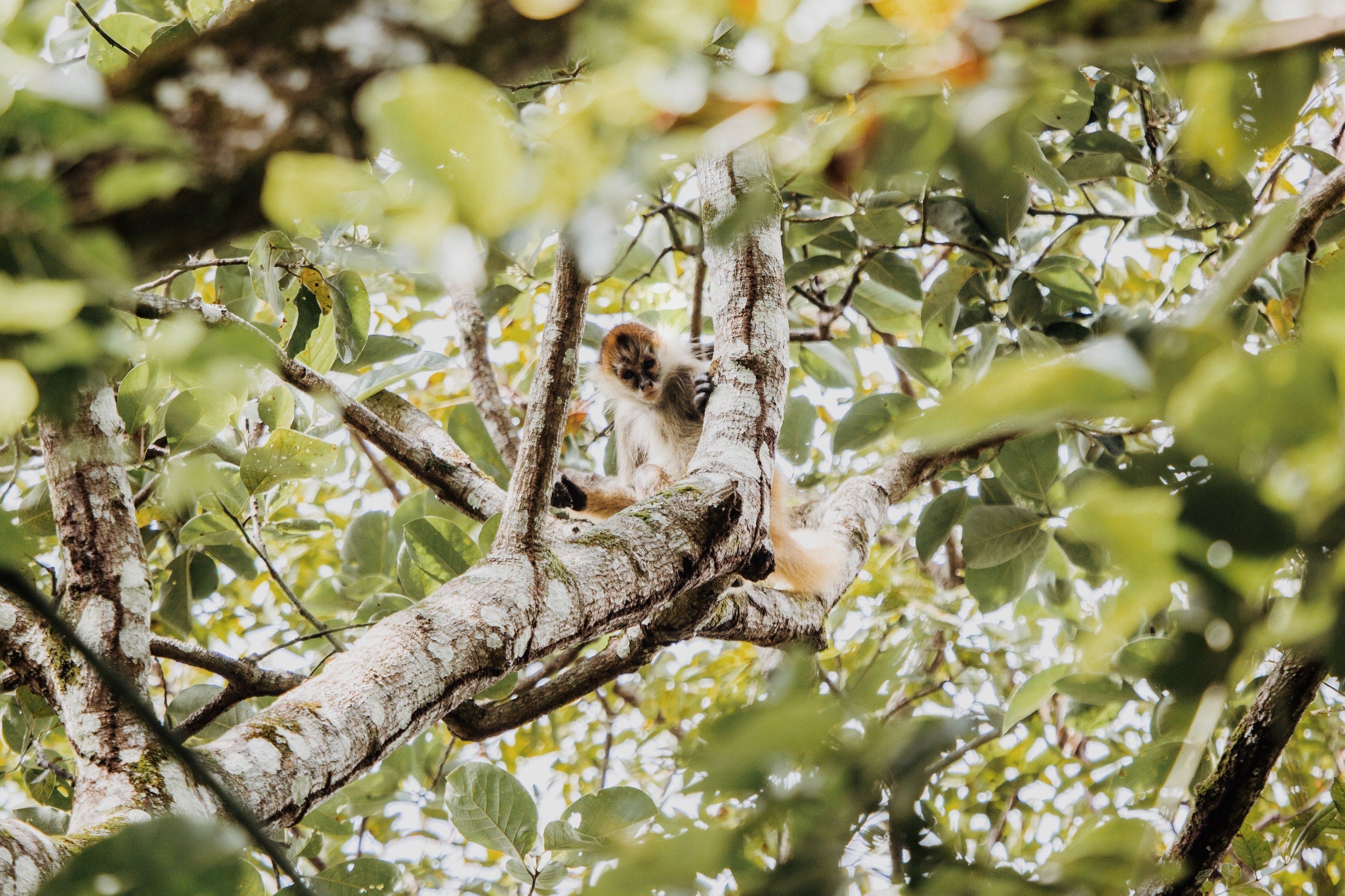 Wildlife in MasayaCo's reforested area