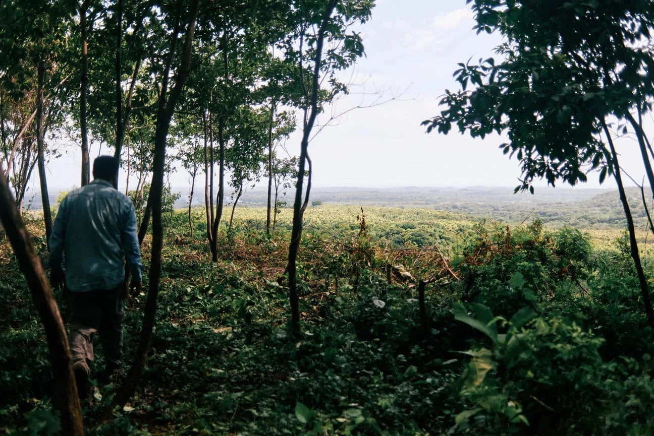 Seedlings growing on reforested land