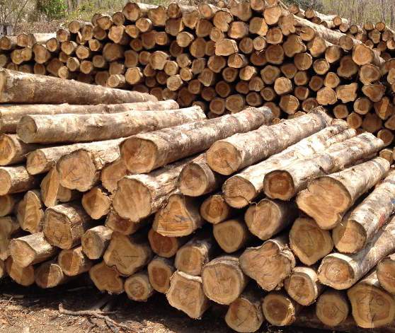 Wood processing at MasayaCo